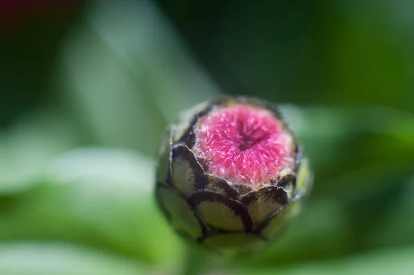 Ongeopende gerbery knop — Stockfoto