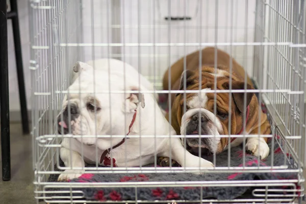 Kafeste Fransız Bulldogs
