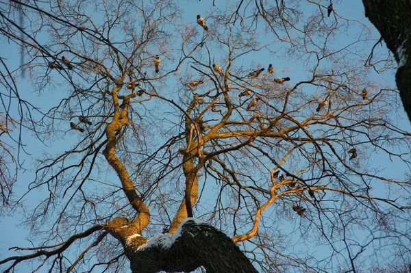 Silhouette di corvo comune seduto su un albero — Foto Stock