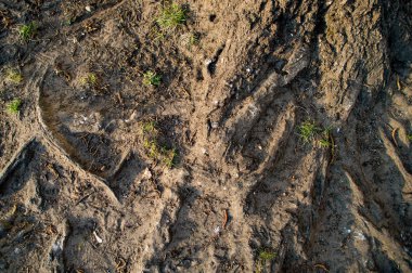 Arka plan, Dünya'daki ağaç kökleri