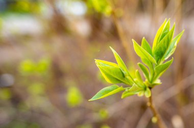 Yeşil genç bahar yaprağı