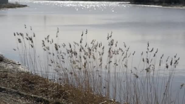 Droge zegge verleiden iets uit de wind — Stockvideo