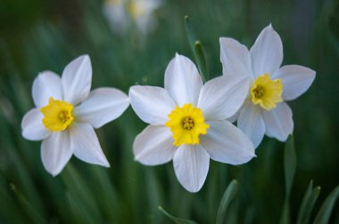 Yeşil arka planda narcissus üç