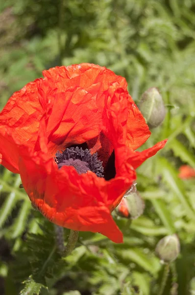 Röd vallmo blomma på grön bakgrund — Stockfoto