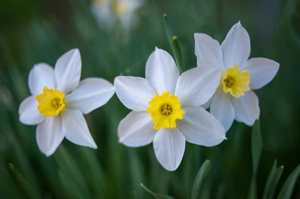 Yeşil arka planda narcissus üç