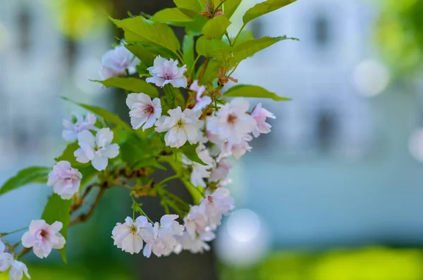 Dim arka planda pembe çiçekli Sakura