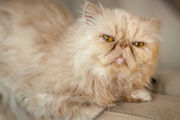 Kanepede Kırmızı kedi Farsça Cins