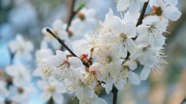 Rüzgarda sallanan çiçek yakın çekim