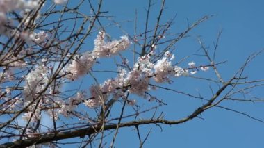 Çiçek açan Elma ağaçlarının dalları rüzgarda sallar