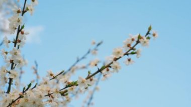 Çiçek açan Elma ağaçlarının dalları rüzgarda sallar