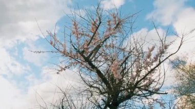 Çiçek açan Elma ağaçlarının dalları rüzgarda sallar