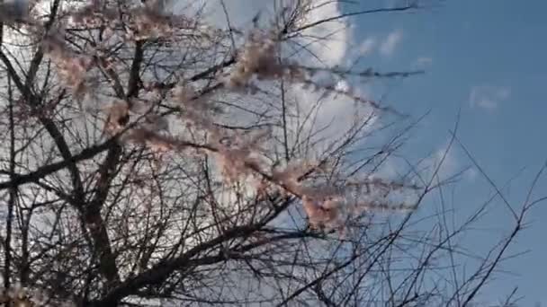 Äste blühender Apfelbäume wiegen sich im Wind — Stockvideo