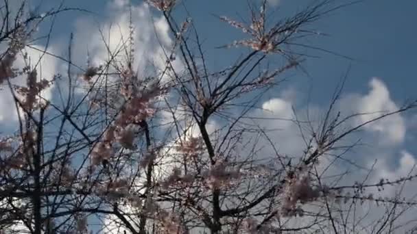 Větve kvetoucích stromů jabloní ve větru — Stock video