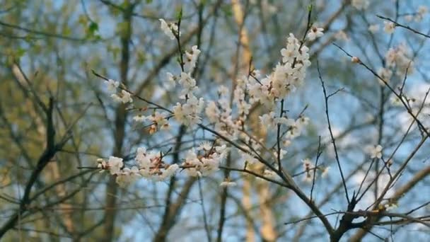 Grenar av en blommande äppelträd svajar i vinden — Stockvideo