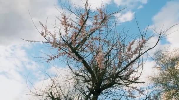 Гілки квітучих яблунь ширяють на вітрі — стокове відео