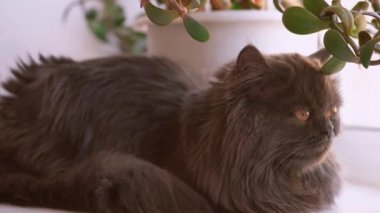 Kahverengi gözlü İskoç Fold kedi yakın çekim. Kedi uzun saçlı koyu gri.