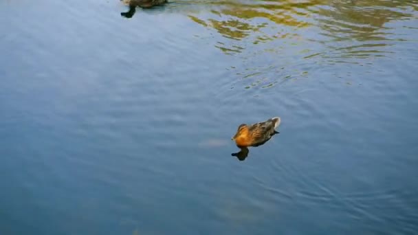 Flera änder simmar i dammen — Stockvideo