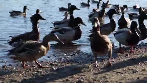 Les canards sont nourris sur la rive de la rivière — Video