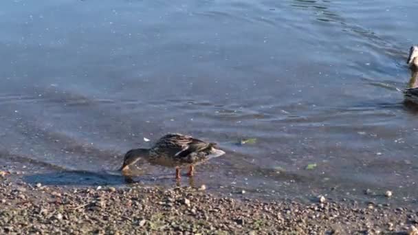 Pato na água à procura de comida — Vídeo de Stock