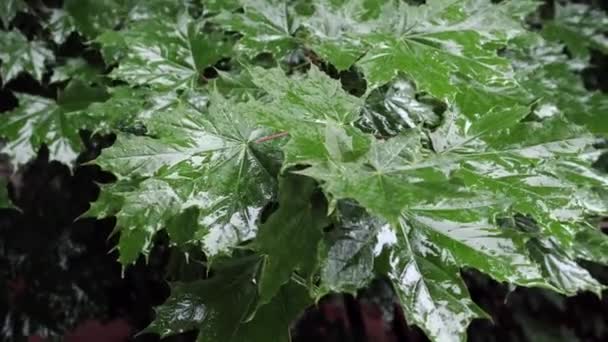 Кленовые листья под дождем — стоковое видео