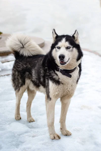 Huskie'ler mesafeye bakıyor.
