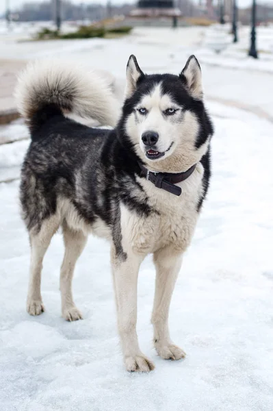 Huskie'ler mesafeye bakıyor. — Stok fotoğraf