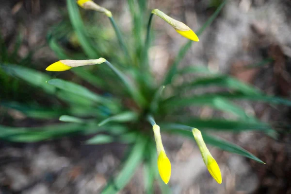 Narcisos amarelos insufláveis — Fotografia de Stock