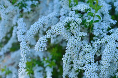 Beyaz çiçekler leziz çalılar yeşil yaprakları ile elma ağaçlarının dalları Arka plan