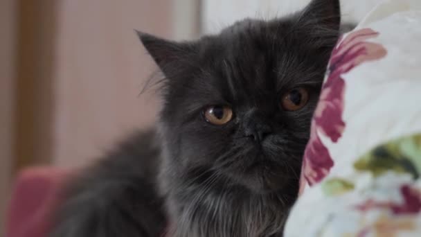 Skotský kocour s hnědýma očima zblízka. Kočka je tmavě šedá s dlouhými vlasy. — Stock video