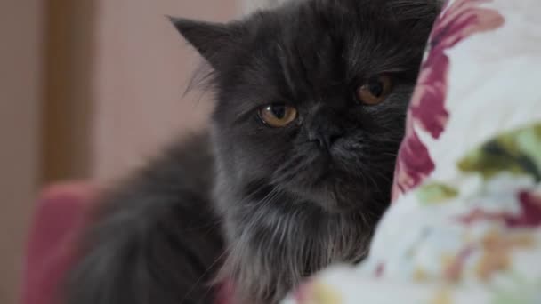 Gato escocés de ojos marrones de cerca. El gato es gris oscuro con el pelo largo . — Vídeos de Stock