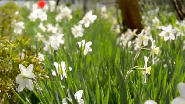 Daffodils swing in the breeze, camera panorama. — Stock Video