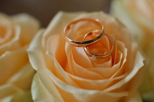 Los anillos de boda se encuentran en el capullo de la rosa — Foto de Stock