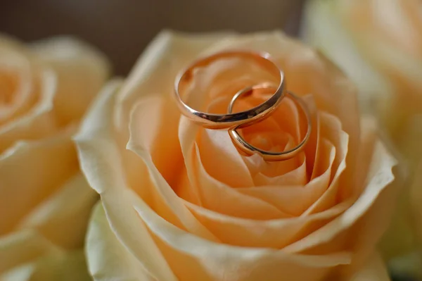 Inelele de nuntă se află pe mugurii de trandafir Imagine de stoc