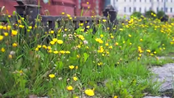 Green grass with yellow flowers swaying in the wind — Stock Video