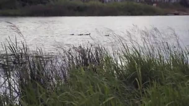 Anatra con anatroccoli galleggiano sul fiume — Video Stock