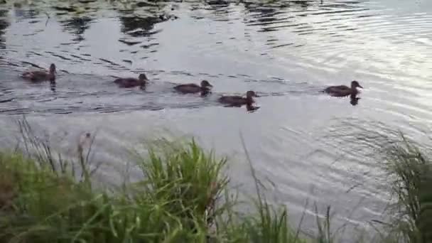 canard avec des canetons flottant sur la rivière 