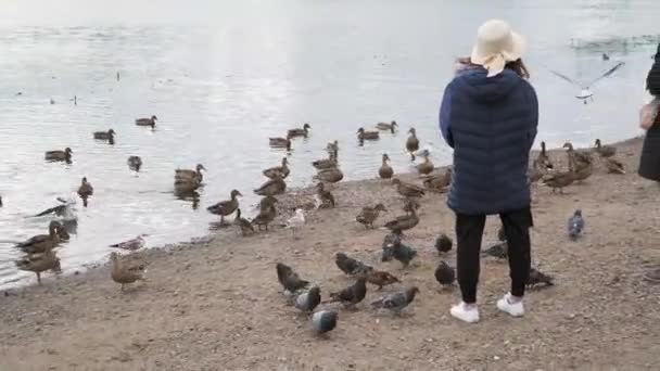 Turistas alimentan patos en la orilla del río — Vídeos de Stock