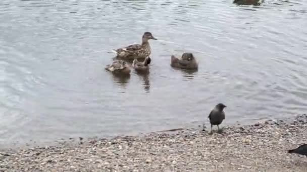Canard avec des canetons flottant sur la rivière — Video