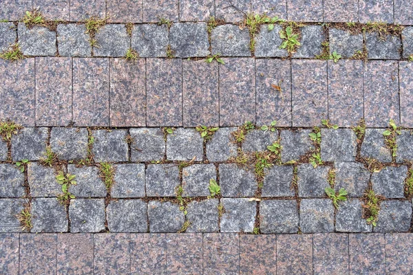 Fondo, pavimento pavimentado con azulejos de dos colores con hierba entre azulejos — Foto de Stock