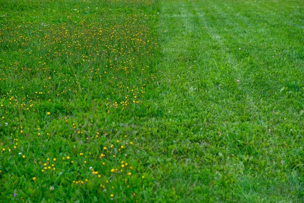 half-cut lawn with yellow flowers