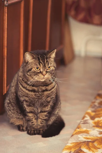 Çizgili yerli kedi yakından görünüyor