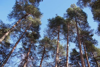 Büyük yeşilçam havai