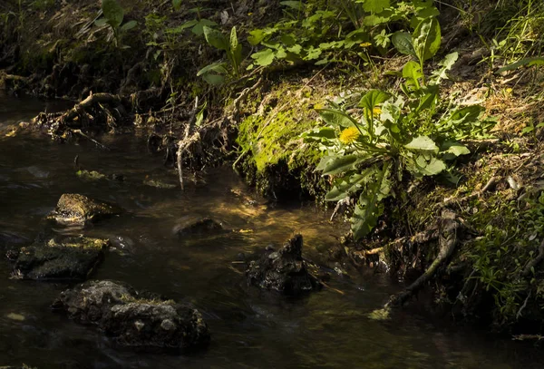 Dere de bahar çiçek.