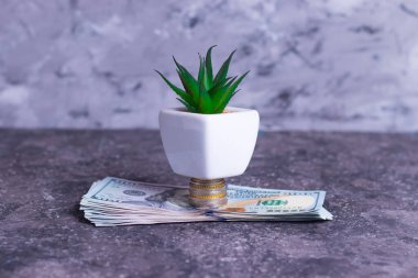 Küçük işletmeleri desteklemek için para ve banknotlardan yapılan büyüyen bir para ağacı.