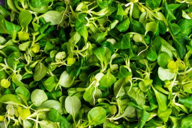 Vejetaryen beslenme ve sağlıklı beslenme geçmişi için taze yeşil mısır salatası.