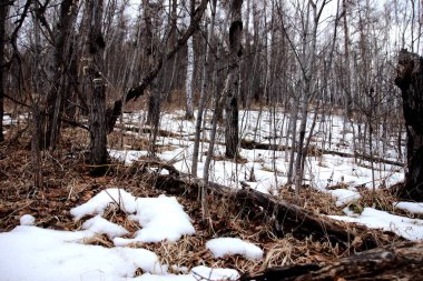 Bahar, orman kış uykusundan uyanır.