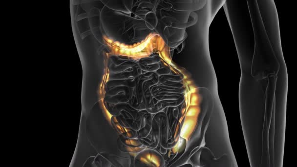 Anatomy scan of human colon — Stock Footage Anatomy scan of human colon Stock Video