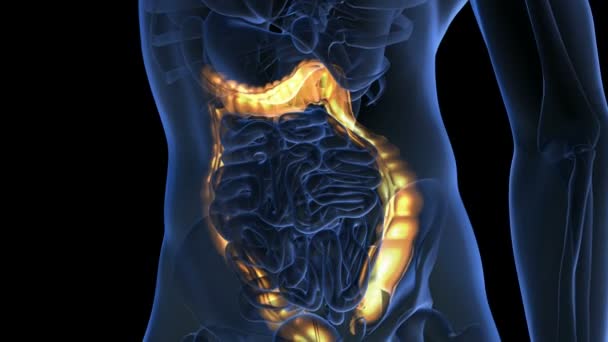 Anatomy scan of human colon — Stock Footage Anatomy scan of human colon Royalty Free Stock Video