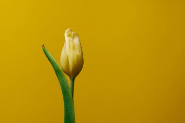                                Sarı arka planda sarı lale./ Gelbe Tulpe auf den gelben Hintergrund