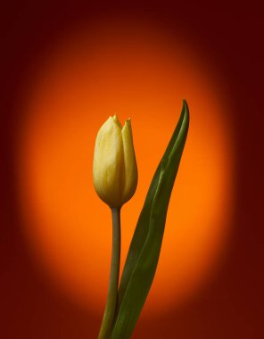                                Turuncu benekli arka planda sarı lale. Gökkuşağı serisi.